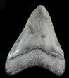 Fossil Megalodon Tooth - Serrated Blade #76550-2